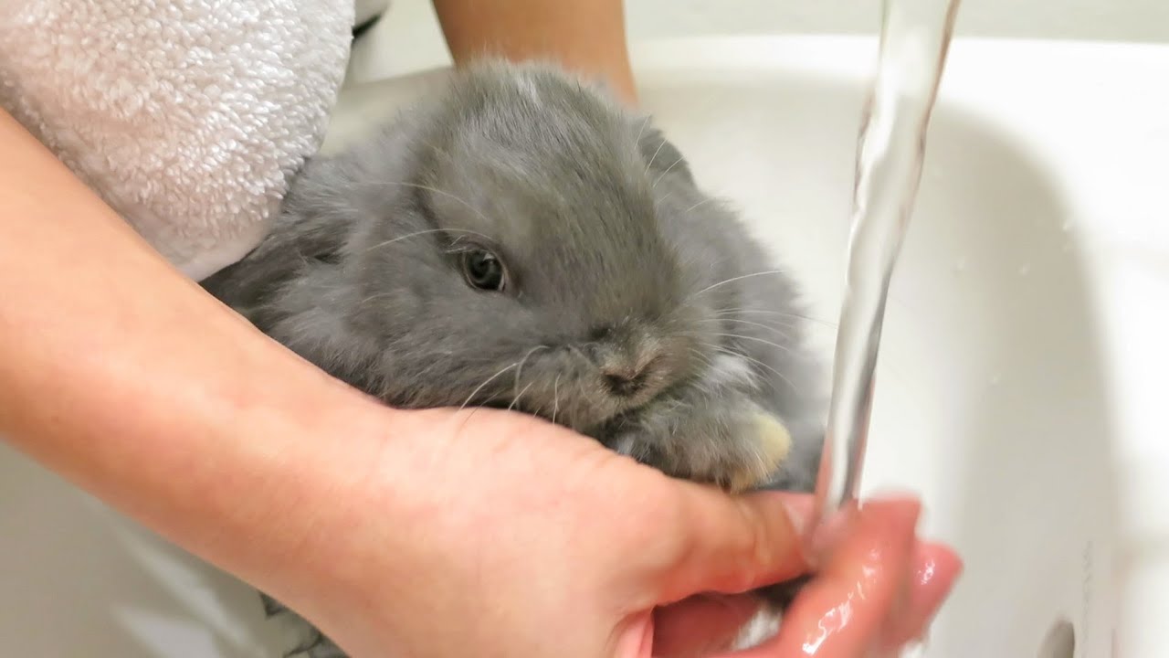 Is It Secure To Wash A Rabbit?