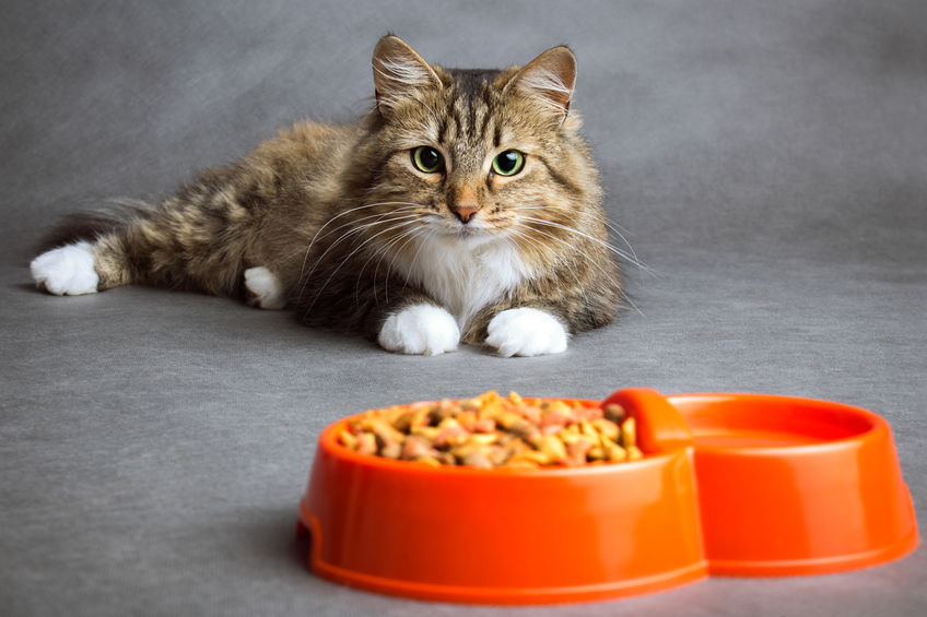 Feline Wellbeing Tips From The World's Three Most Established Felines