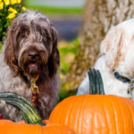 The Pumpkin Patch Exploring the Safety and Benefits for Dogs